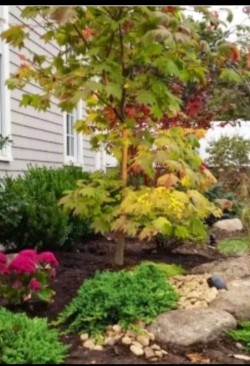 A Moonglow Japanese Maple is the focal point of this Japanese garden