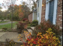 Winterberry Hollies come to life in late fall 