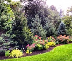 A mixed-conifer screen planting is further-enhanced by Quickfire Hydrangeas 