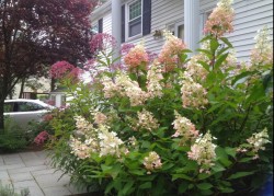 Pinky Winky Hydrangea, Joe-Pye, and a Plum tree show off in late summer