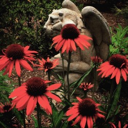 Echinacea hanging out with a gargoyle 