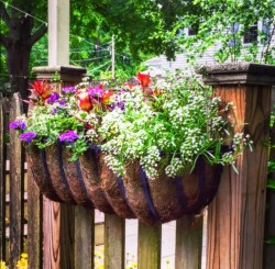 Allysum, Verbena, and Celosia in a fence-mounted container