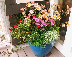 Fall fun- Sheffield and Belgian Mums, Euphorbia Diamond Frost, Rose, and Sedum