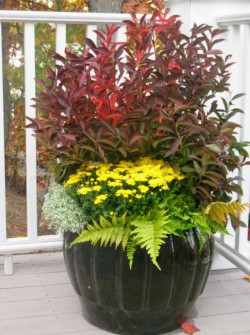 Itea virginica, Autumn Brilliance Fern, and Mum in fall ceramic container