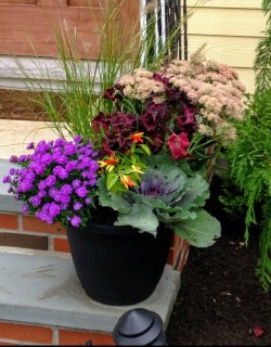 Sedum, Kale, Aster, pepper, and grass offer a lively fall display