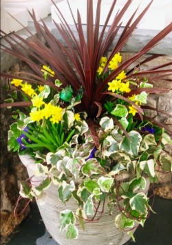 Algerian Ivy, flowering spring bulbs, and Cordyline in early spring 