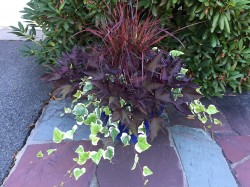 Algerian ivy, Pennisetum Fireworks Grass, and Sweet Potato Vine- a winning combo!