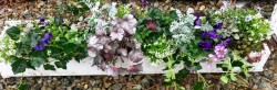 A window box is filled with annuals and perennials prior to installation 
